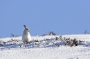 Mountain Hare in snow 3. 4/3/'10.