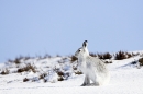 Mountain Hare in snow 2. 4/3/'10.