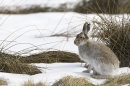 Mountain Hare,sat upright.10/3/'10.