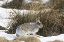 Mountain Hare on the move.10/3/'10.