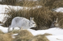 2 Mountain Hare in snow and grasses.10/3/'10.