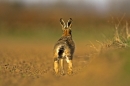 Brown Hare,running away.15.04.'10.